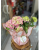 Ortanca belissimo orta toz pembe